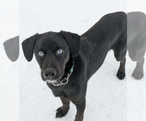 Aussiedor Dogs for adoption in Anchorage, AK, USA