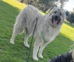 Small Photo #2 Anatolian Shepherd-Great Pyrenees Mix Puppy For Sale in AGOURA HILLS, CA, USA