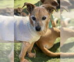 Small #1 Norfolk Terrier Mix