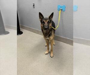 German Shepherd Dog-Unknown Mix Dogs for adoption in Las Vegas, NV, USA