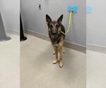 Small German Shepherd Dog Mix