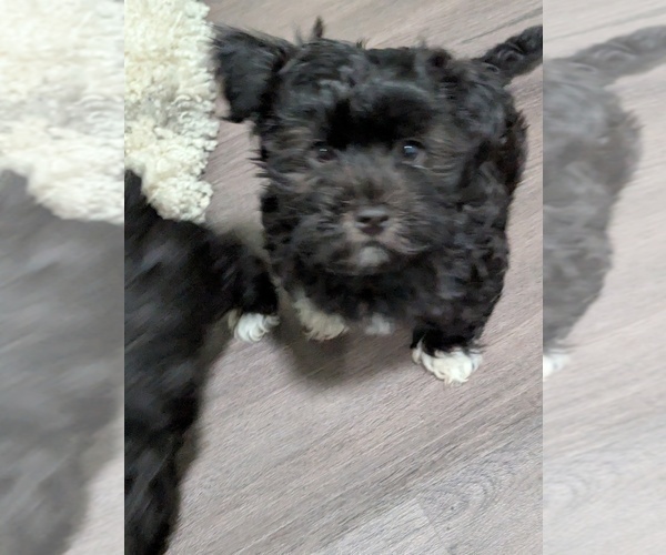 Medium Photo #3 Havashire-Mal-Shi Mix Puppy For Sale in FLEMING ISLAND, FL, USA