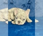 Small #59 French Bulldog