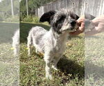 Small #8 Mutt