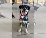 Small #31 German Shepherd Dog Mix