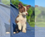 Small Australian Shepherd-Chihuahua Mix