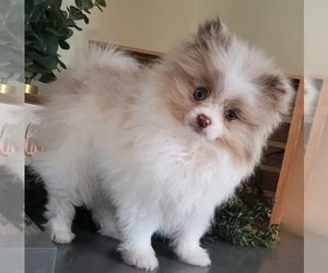Pomeranian Puppy for Sale in ORRVILLE, Ohio USA