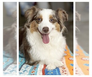 Mother of the Miniature Australian Shepherd puppies born on 06/08/2025