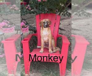 Mutt Dogs for adoption in FRAMINGHAM, MA, USA