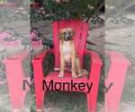 Small Mutt