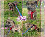 Small #1 Mastador
