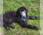 Small Photo #3 Poodle (Standard) Puppy For Sale in WEBSTER, MN, USA