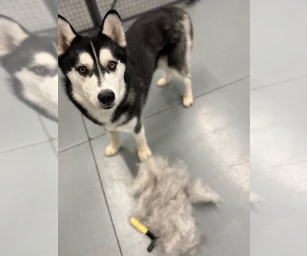 Medium Photo #4 Siberian Husky Puppy For Sale in Severn, MD, USA