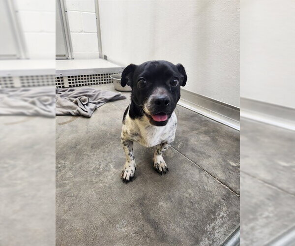 Medium Photo #1 Pug-Unknown Mix Puppy For Sale in Temple, TX, USA