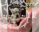 Small Photo #15 French Bulldog Puppy For Sale in ATHENS, GA, USA