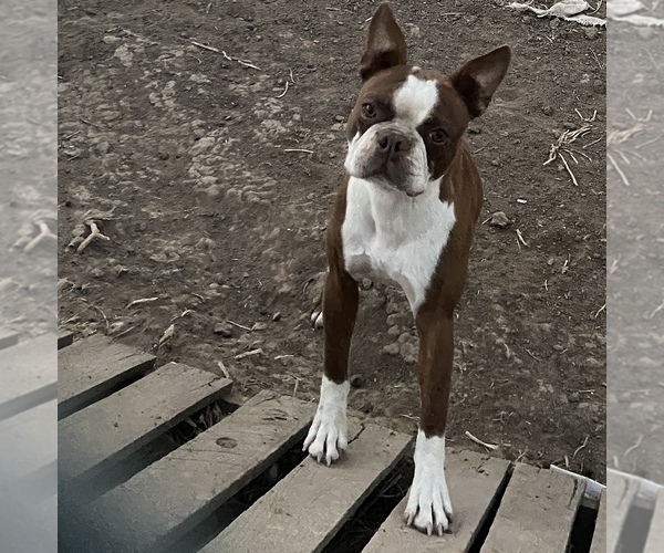 Medium Photo #1 Boston Terrier Puppy For Sale in AMARILLO, TX, USA