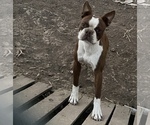 Small Photo #1 Boston Terrier Puppy For Sale in AMARILLO, TX, USA