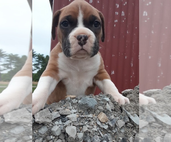 Medium Photo #2 Boxer Puppy For Sale in DILLSBORO, IN, USA