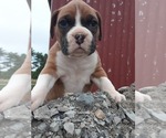 Small Photo #2 Boxer Puppy For Sale in DILLSBORO, IN, USA