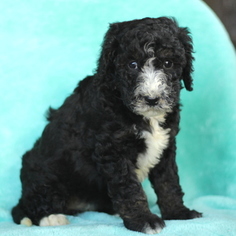 Bernedoodle-Poodle (Standard) Mix Puppy for sale in GAP, PA, USA