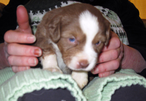 Medium Photo #1 Miniature Australian Shepherd Puppy For Sale in HILLIARD, OH, USA