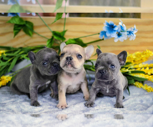 French Bulldog Litter for sale in NAPPANEE, IN, USA
