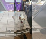 Small #4 American Eskimo Dog