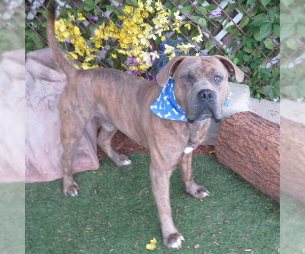 Medium Photo #1 Mutt Puppy For Sale in Oklahoma City, OK, USA