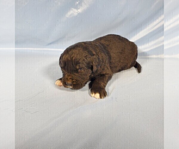 Medium Photo #68 Golden Mountain Dog Puppy For Sale in BLACK FOREST, CO, USA