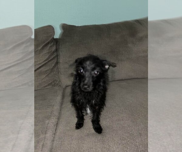 Medium Photo #3 Chihuahua-Unknown Mix Puppy For Sale in Jackson Township, NJ, USA
