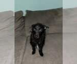 Small #2 Chihuahua Mix