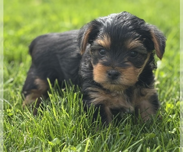 Medium Photo #8 Yorkshire Terrier Puppy For Sale in ROCK STREAM, NY, USA