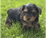 Small #7 Yorkshire Terrier