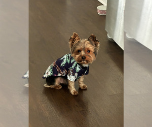Father of the Yorkshire Terrier puppies born on 07/17/2025