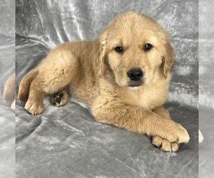 Golden Retriever Puppy for sale in GREENWOOD, IN, USA