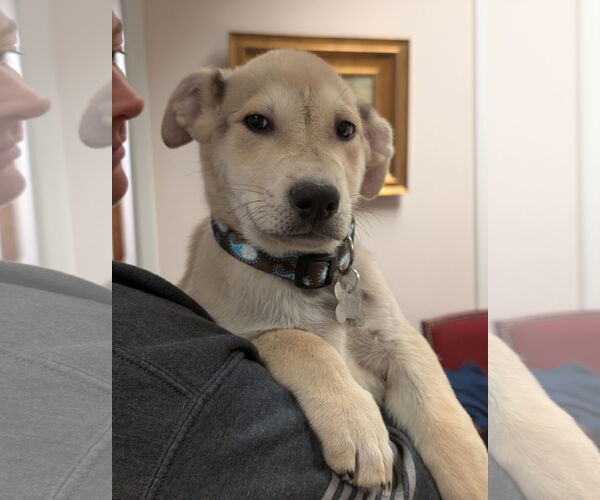 Medium Photo #5 German Shepherd Dog-Unknown Mix Puppy For Sale in Holly Springs, NC, USA