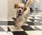 Small #2 Cavapoo (Miniature)