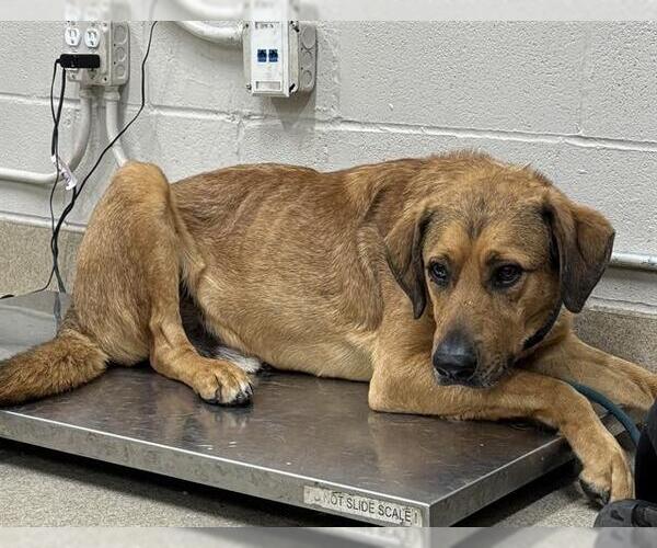 Medium Photo #1 German Shepherd Dog-Unknown Mix Puppy For Sale in Grand Prairie, TX, USA