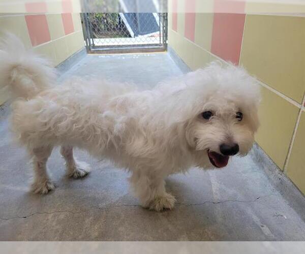 Medium Photo #1 Maltese Puppy For Sale in Redwood City, CA, USA