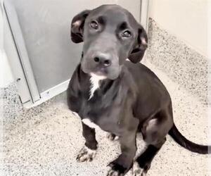 Labrador Retriever Dogs for adoption in Houston, TX, USA