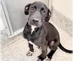 Small Labrador Retriever