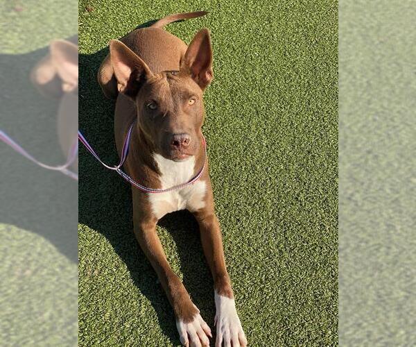 Medium Photo #1 Mutt Puppy For Sale in Fayetteville, NC, USA