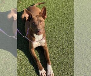 Mutt Dogs for adoption in Fayetteville, NC, USA