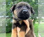 Small #1 German Shepherd Dog Mix