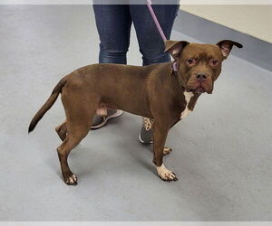 Mutt Dogs for adoption in Louisville, KY, USA