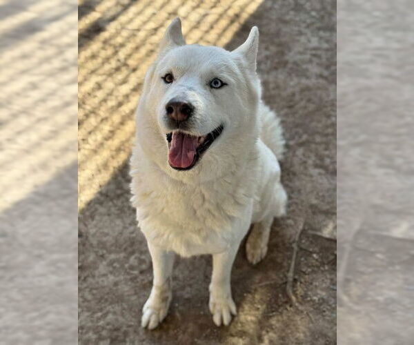 Medium Photo #1 Siberian Husky Puppy For Sale in Riverside, CA, USA