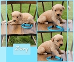 Small Photo #4 Golden Retriever Puppy For Sale in MONTROSE, CO, USA