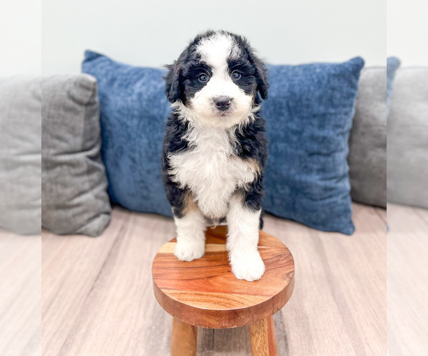 Medium Photo #2 Sheepadoodle Puppy For Sale in MILLERSBURG, OH, USA