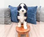 Small #1 Sheepadoodle