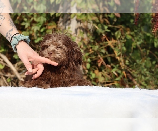 Medium Photo #39 ShihPoo Puppy For Sale in DYERSBURG, TN, USA